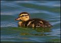 _1SB5853 duckling